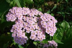 Achillea-rosea-0