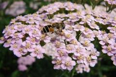 Achillea-rosea-1