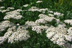 Achillea-millefolium-0