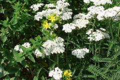 Achillea-millefolium-1