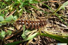 Acronicta-rumicis-2