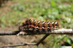 Acronicta-rumicis-4