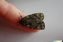 Acronicta-rumicis-6