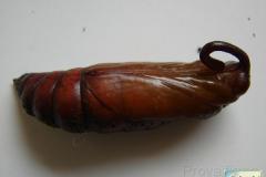 Agrius-convolvuli-19