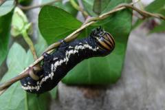 Agrius-convolvuli-2