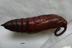 Agrius-convolvuli-20