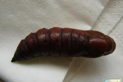 Agrius-convolvuli-21