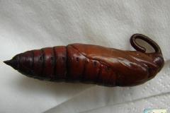 Agrius-convolvuli-22