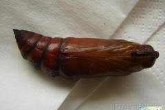 Agrius-convolvuli-23