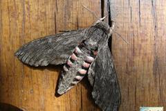 Agrius-convolvuli-24