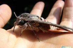 Agrius-convolvuli-31