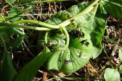 Agrius-convolvuli-5
