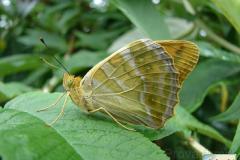 Argynnis-paphia-1