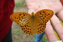 Argynnis-paphia-2