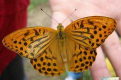 Argynnis-paphia-3