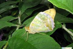 Argynnis-paphia