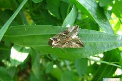 Autographa-gamma