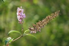 Buddleja-davidii-0