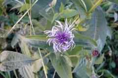 Centaurea-triumfetti