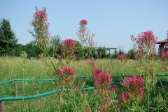 Centranthus-ruber-0