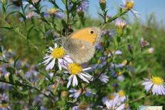 Coenonympha-pamphilus-0