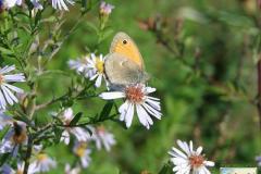 Coenonympha-pamphilus-1