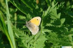 Coenonympha-pamphilus-2