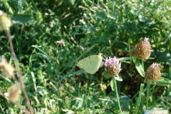 Colias-croceus-femmina-0