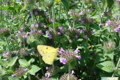 Colias-croceus-maschio-2