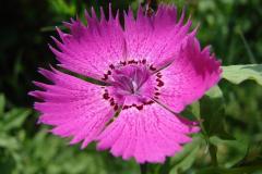 Dianthus-carthusianorum-0