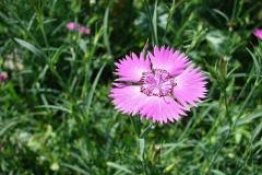 Dianthus-carthusianorum-1