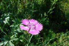 Dianthus-carthusianorum-2