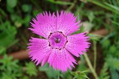 Dianthus-carthusianorum-3