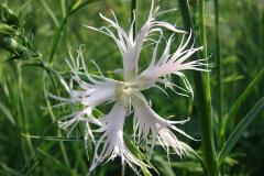 Dianthus-monspessulanum-0