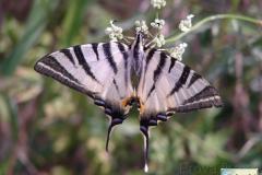 Iphiclides-podalirius-4