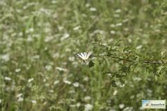 Iphiclides-podalirius-7