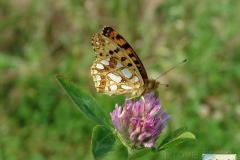 Issoria-lathonia-8