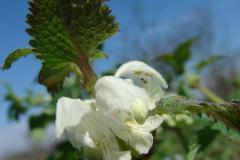 Lamium-album-4