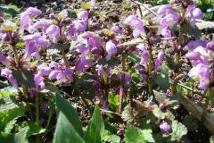 Lamium-maculatum-1