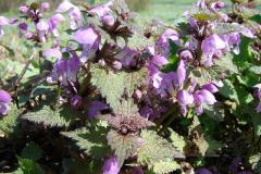 Lamium-maculatum-2