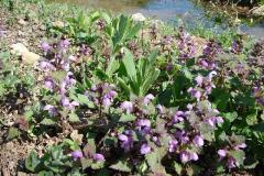 Lamium-maculatum-3