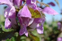 Lamium-maculatum-4