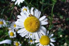 Leucanthemum-vulgare-0