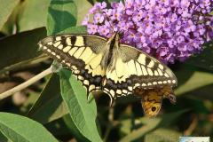 Papilio-machaon-10