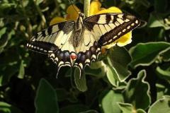 Papilio-machaon-12