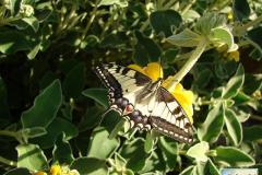 Papilio-machaon-13