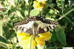Papilio-machaon-16