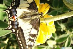 Papilio-machaon-17