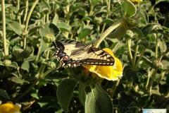 Papilio-machaon-18