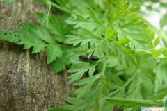 Papilio-machaon-21